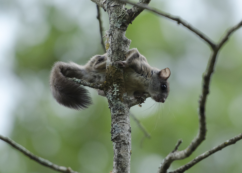 Glaucomys sabrinus