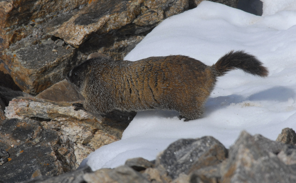 Sciuridae