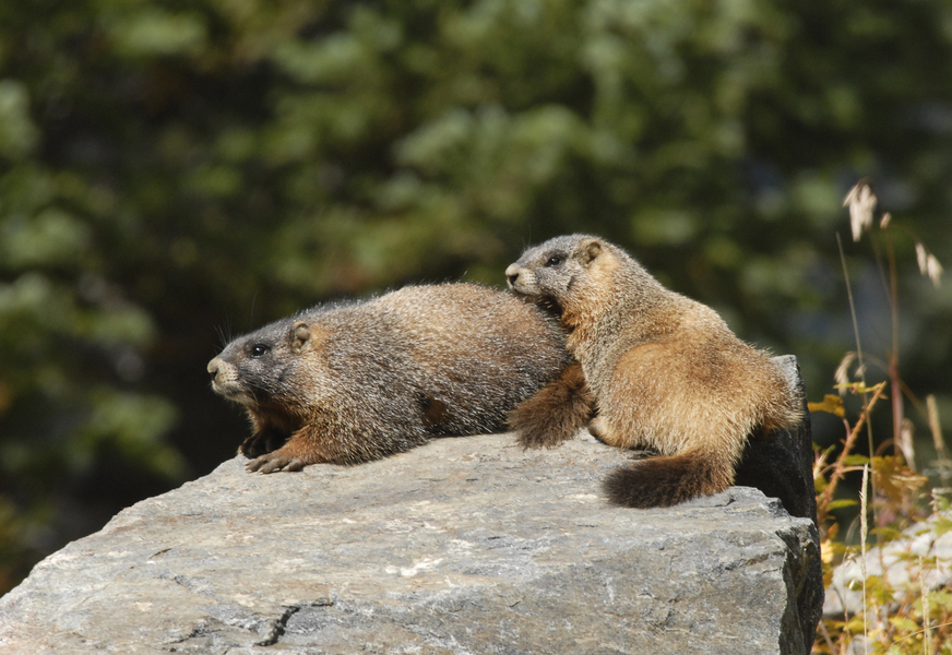 Marmota_flaviventris5435