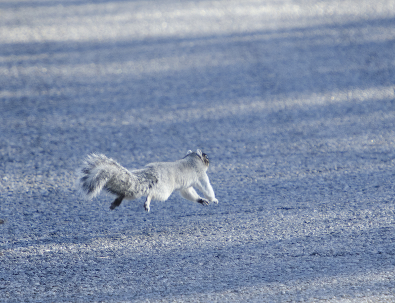 Sciurus niger