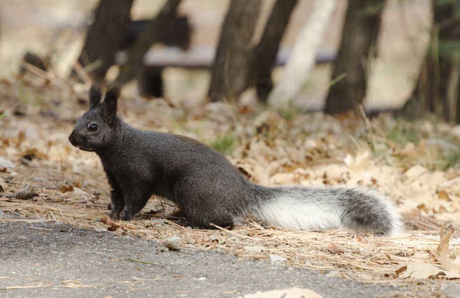 Sciurus