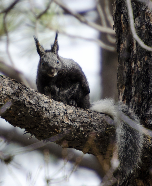 Sciuridae