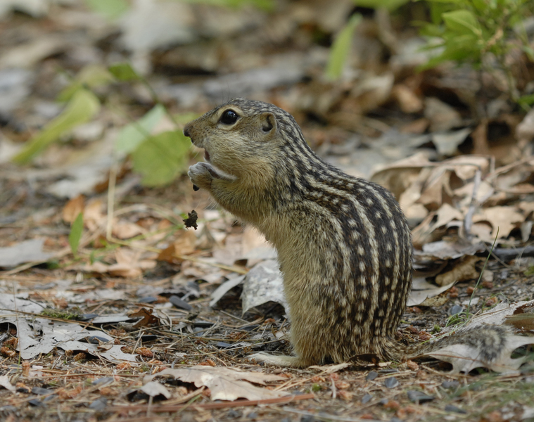 Spermophilus tridecemlineatus