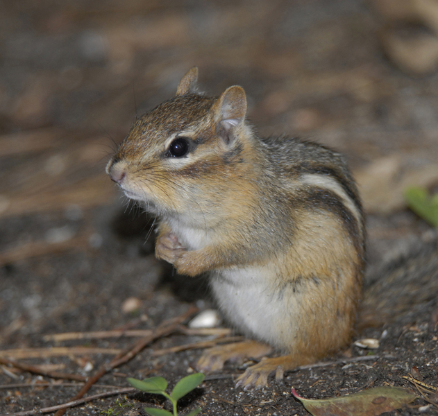 Sciuridae