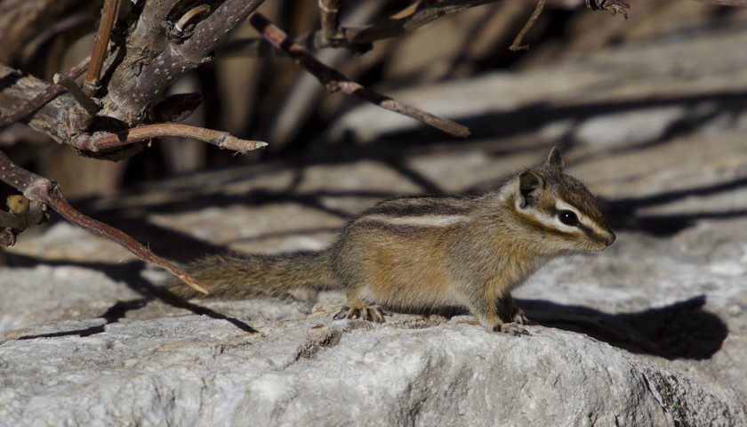 Photo of Tamias minimus