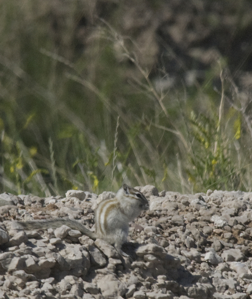 Sciuridae