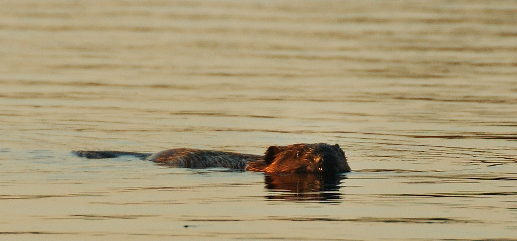 Photo of Castor canadensis