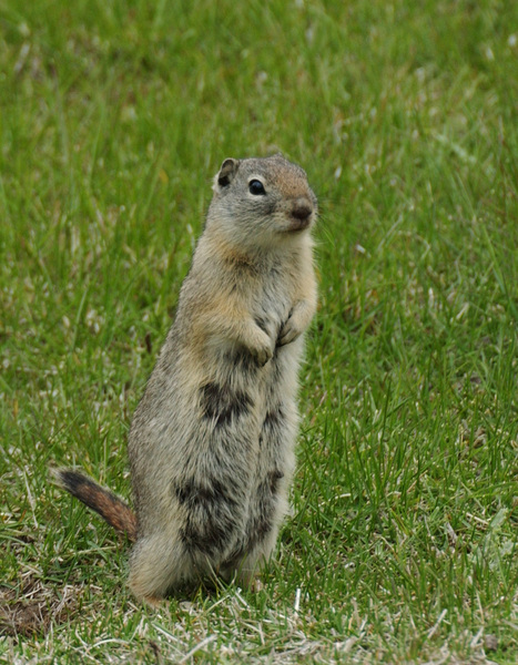 Eumetazoa