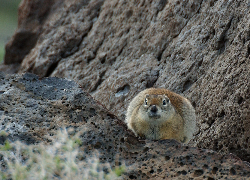 Sciuridae