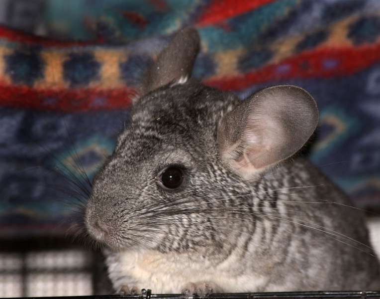 chinchilla9555