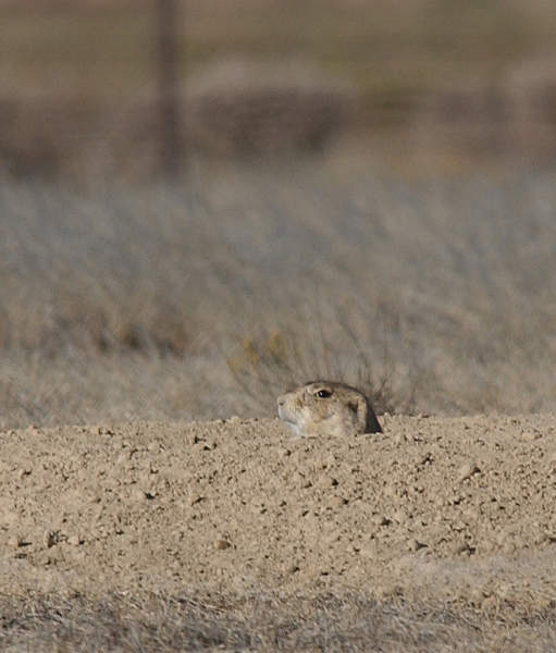 Rodentia