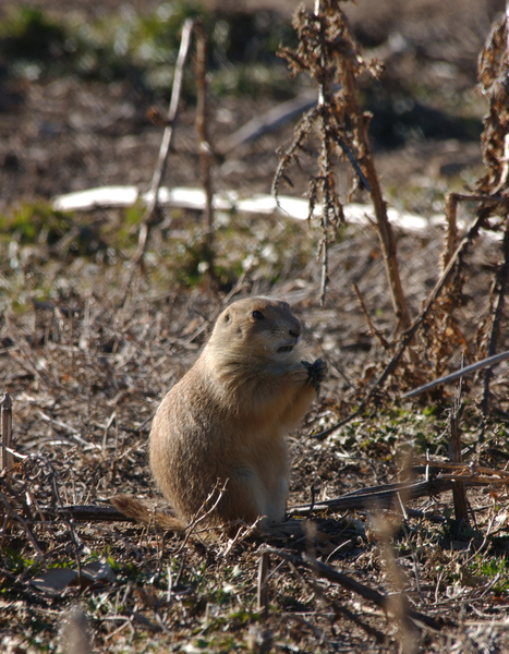 Sciuridae