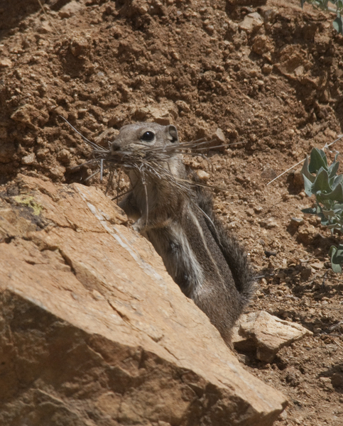 Ammospermophilus