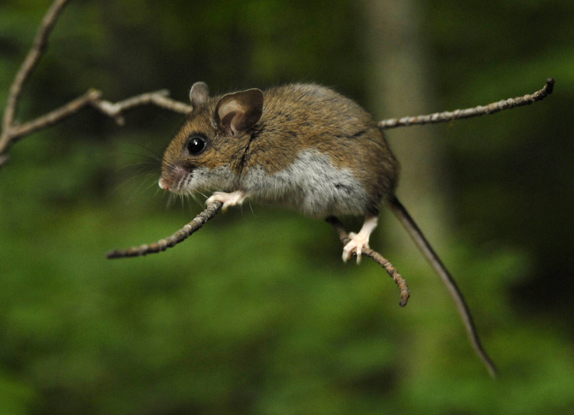 Оленья мышь Peromyscus maniculatus