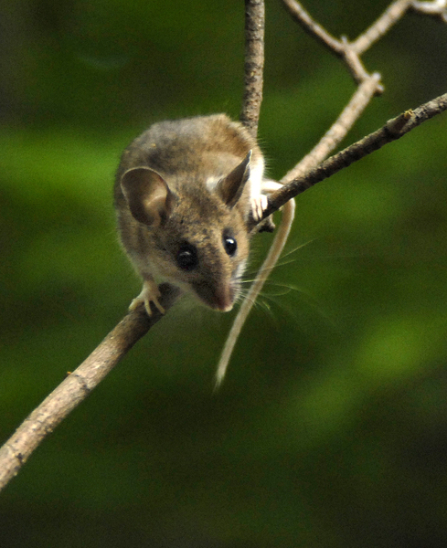 Peromyscus maniculatus