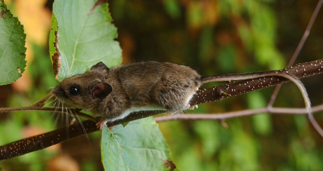 Peromyscus maniculatus