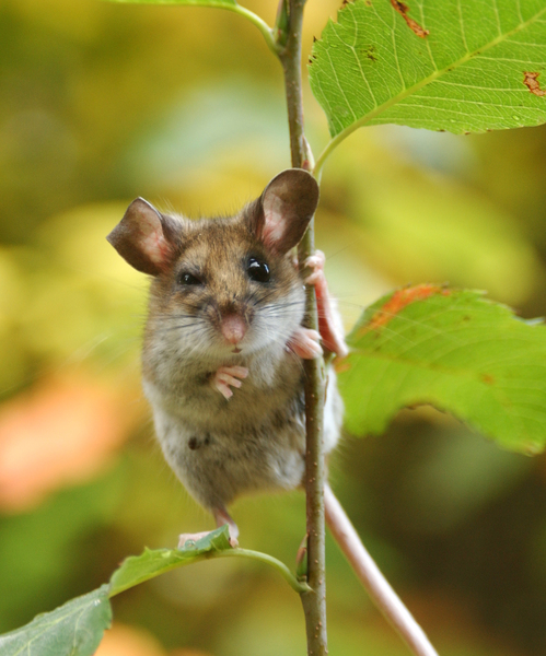 Peromyscus