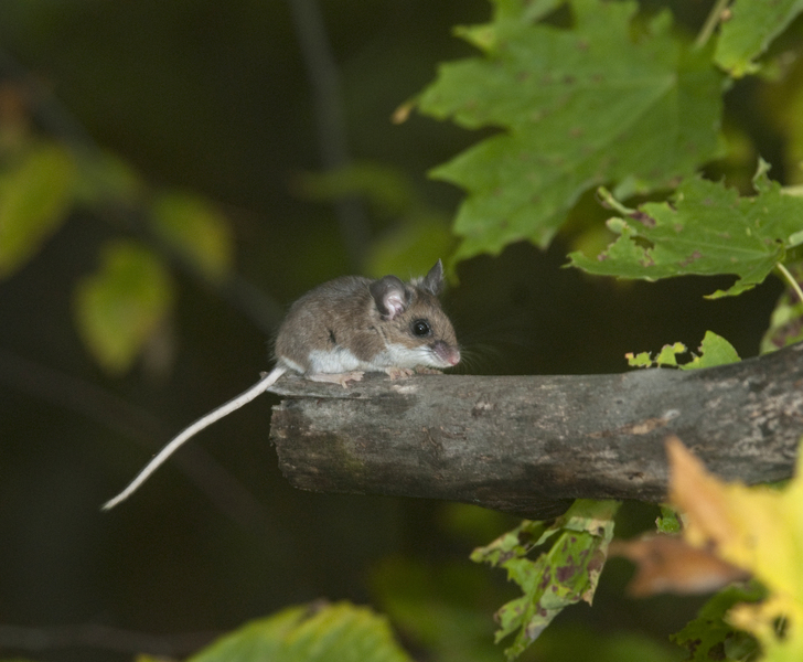 Cricetidae