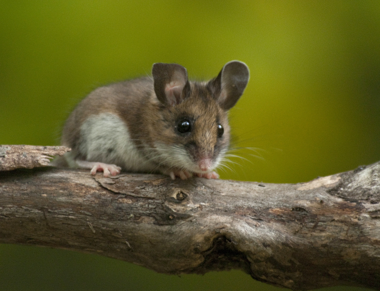 Peromyscus