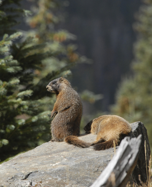 Marmota