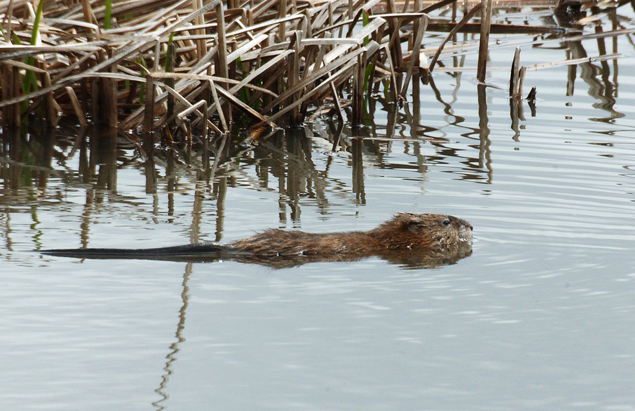 Ondatra zibethicus