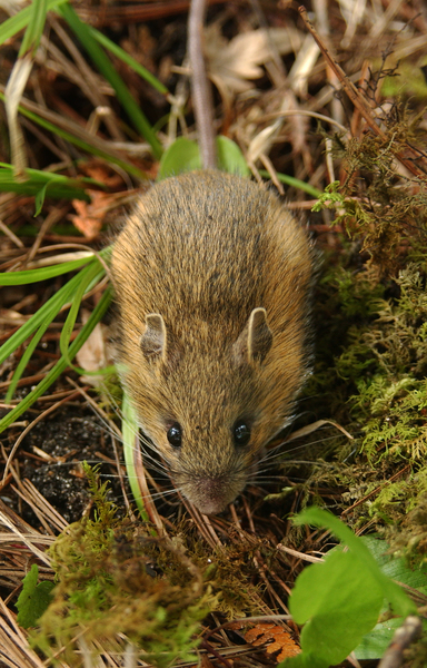 Eumetazoa