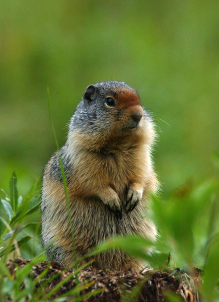 Spermophilus columbianus