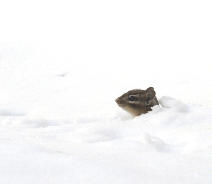 snow_chipmunk2453