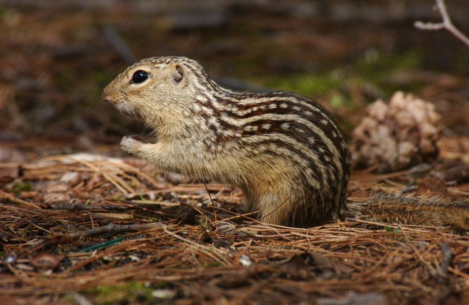 Sciuridae