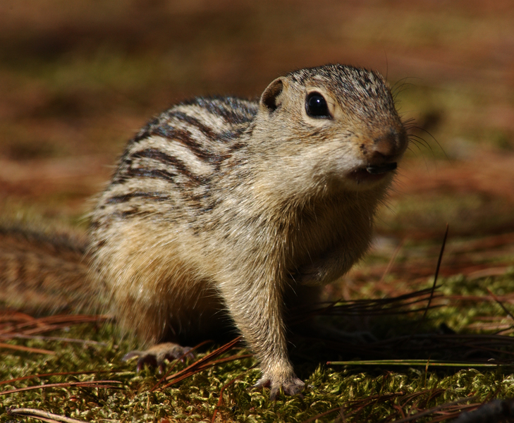 Spermophilus tridecemlineatus