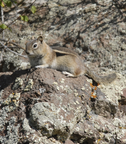 Sciuridae