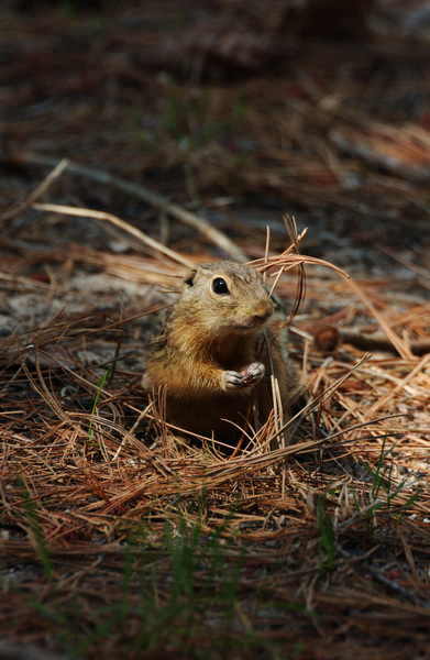 Spermophilus