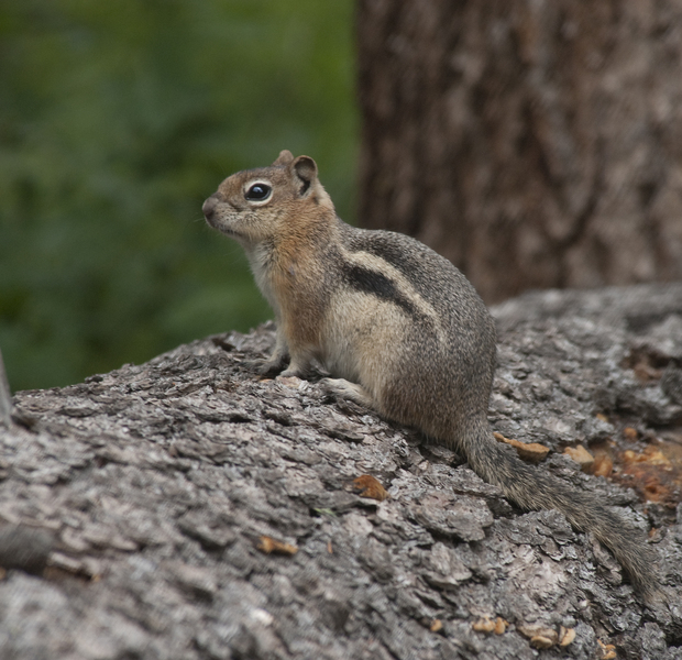 Sciuridae