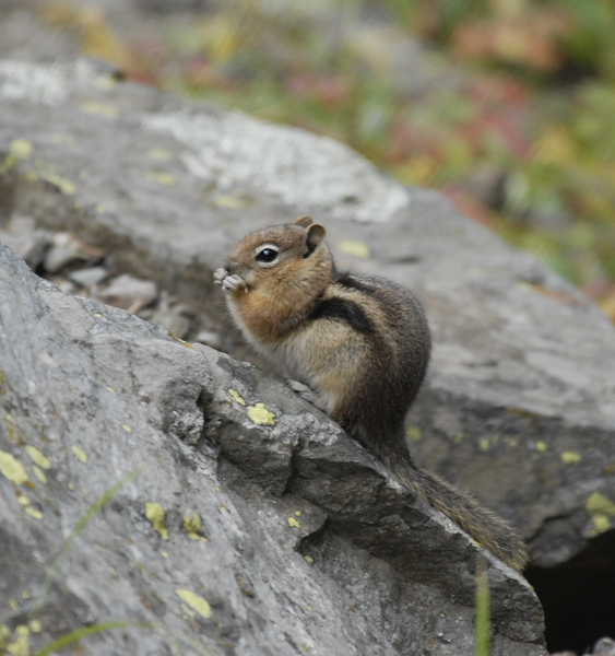 Spermophilus lateralis