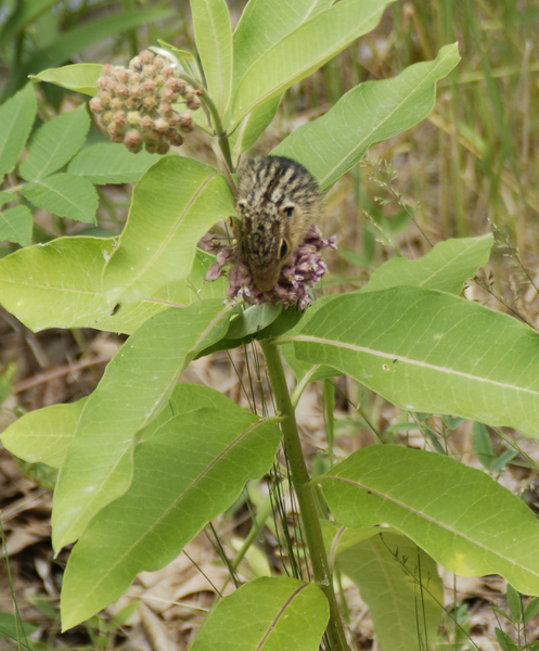 spermophilus_milkweed0047