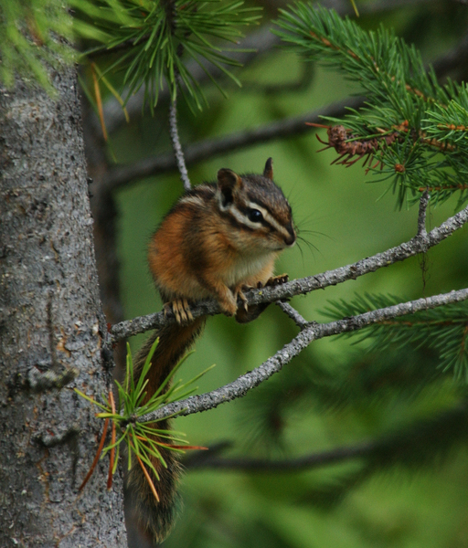 Vertebrata