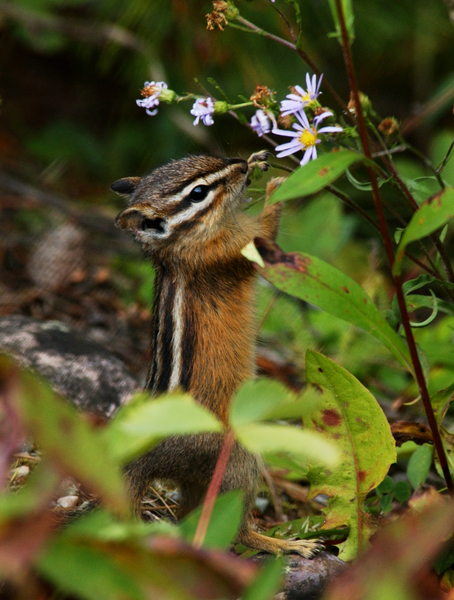 Sciuridae