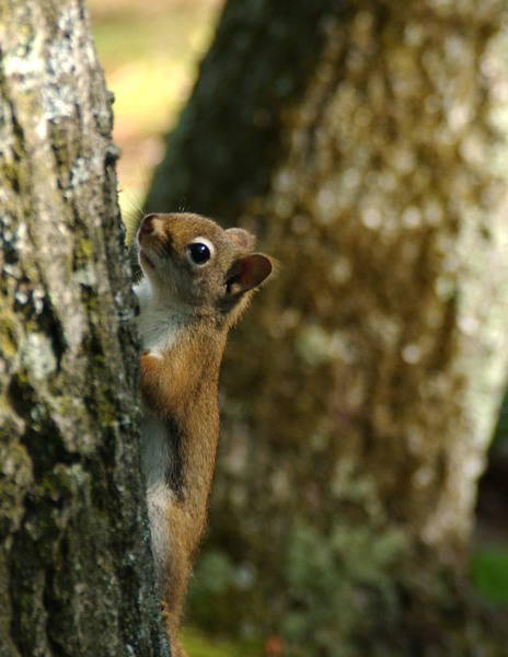 Sciuridae