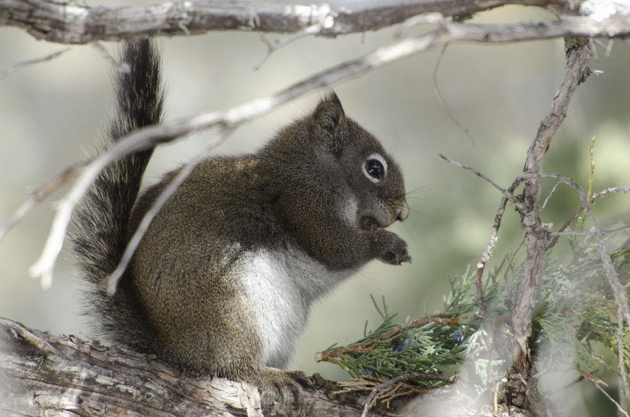 Tamiasciurus