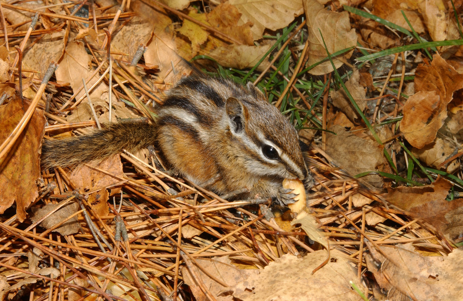 Sciuridae