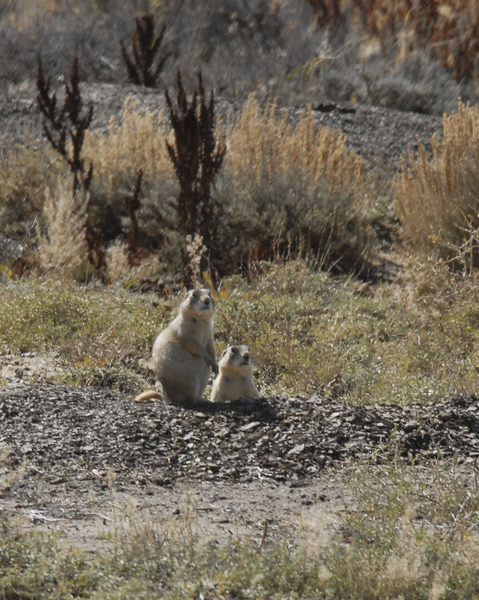 Sciuridae