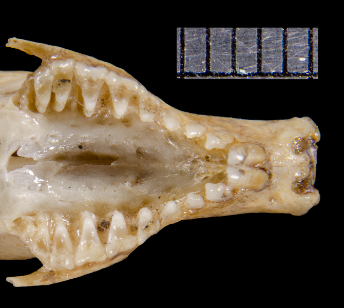 Craniata