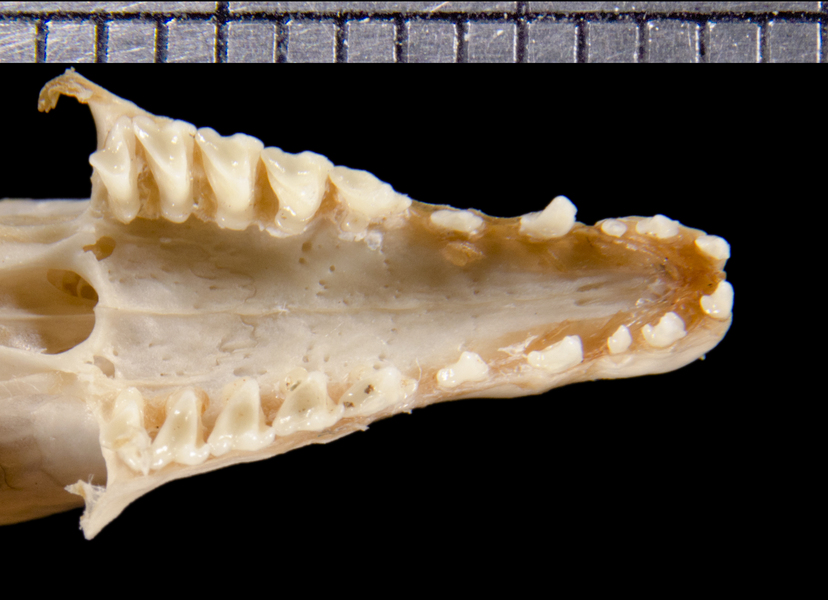 Euteleostomi