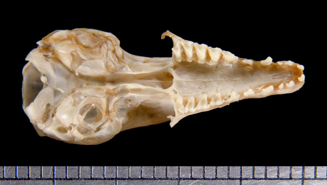 ventral6210