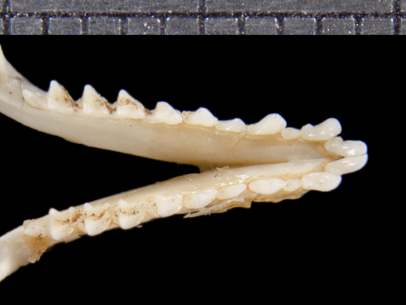 Craniata