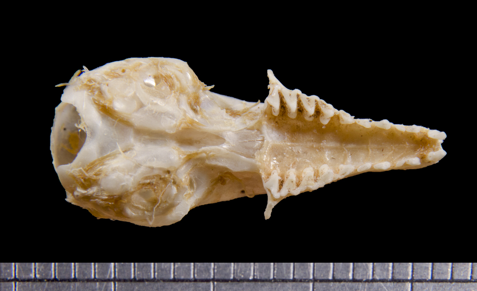 ventral6228