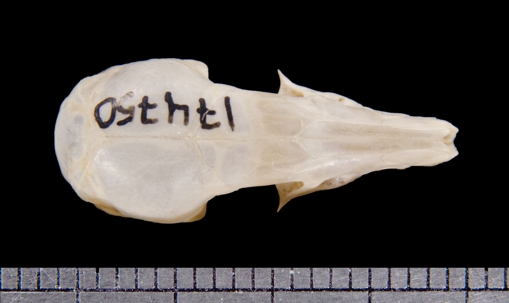 dorsal6213