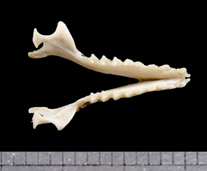 lower_dorsal6216