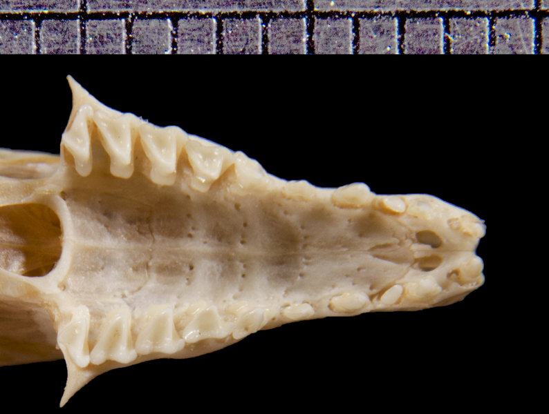 Craniata