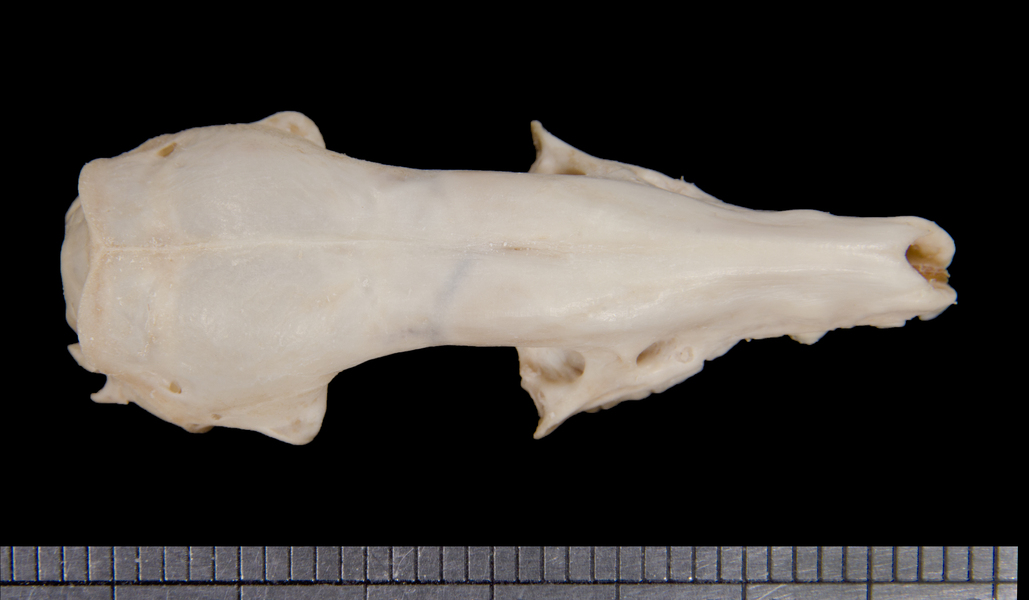 dorsal6251